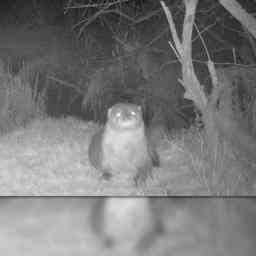 Nach mehr als sechzig Jahren ist Otter zurueck im Biesbosch