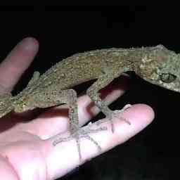 Neuer Blattschwanzgecko auf unbewohnter australischer Insel entdeckt Tiere