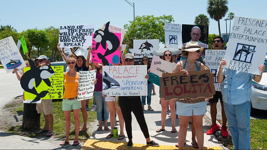 1680451957 136 Free Lolita Wie bringt man einem Wasserpark Killerwal bei wieder in