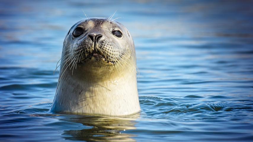 1680481092 140 Mit diesen Tieren in der hollaendischen Natur laeuft es gut