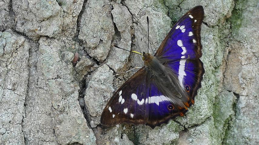 1680481092 313 Mit diesen Tieren in der hollaendischen Natur laeuft es gut