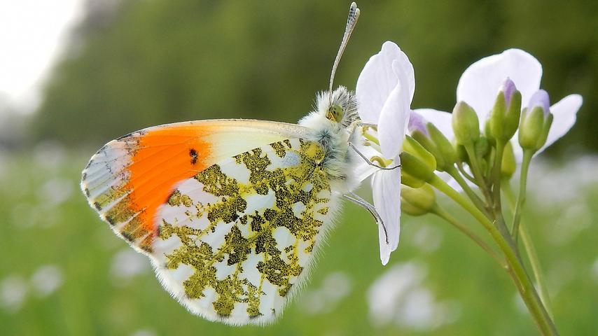 1680481092 805 Mit diesen Tieren in der hollaendischen Natur laeuft es gut