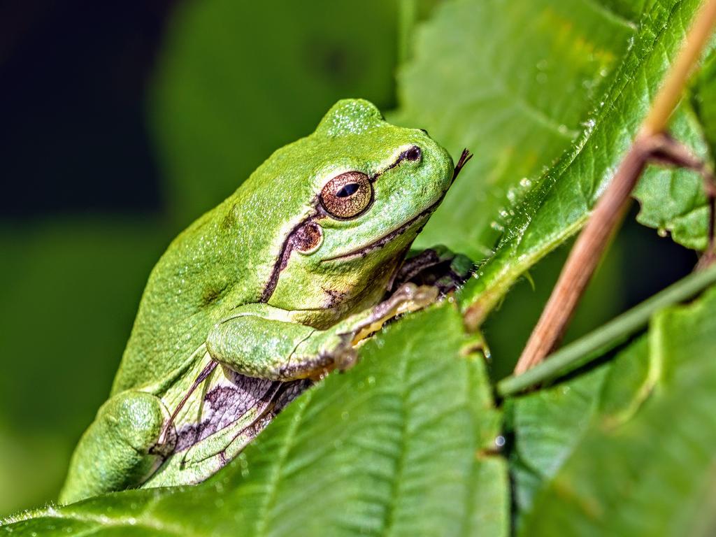 1680481093 140 Mit diesen Tieren in der hollaendischen Natur laeuft es gut