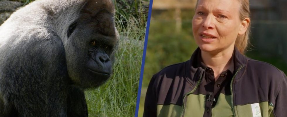 1680711481 Der beruehmte Gorilla Bokito stirbt im Alter von 27 Jahren