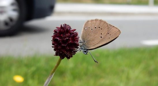 80000 Kilometer Biodiversitaet durch eine Massnahme Stop Talking Klima