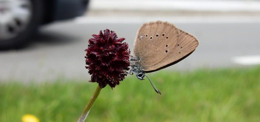 80000 Kilometer Biodiversitaet durch eine Massnahme Stop Talking Klima