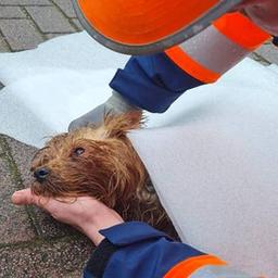 Ausgelassener Hund lebend aus unterirdischem Muellcontainer in Den Bosch gerettet