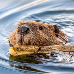 Biber schwimmt tagelang zwischen den Karpfen in einem Teich im