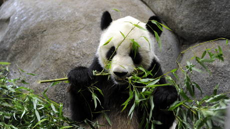 China bringt Freundschafts Panda aus den USA nach Hause — World