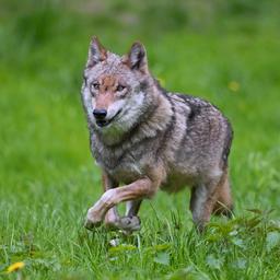 Das denken Sie ueber den Wolf in Gelderland „Muss mit