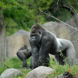 Der beruehmte Gorilla Bokito stirbt im Alter von 27 Jahren