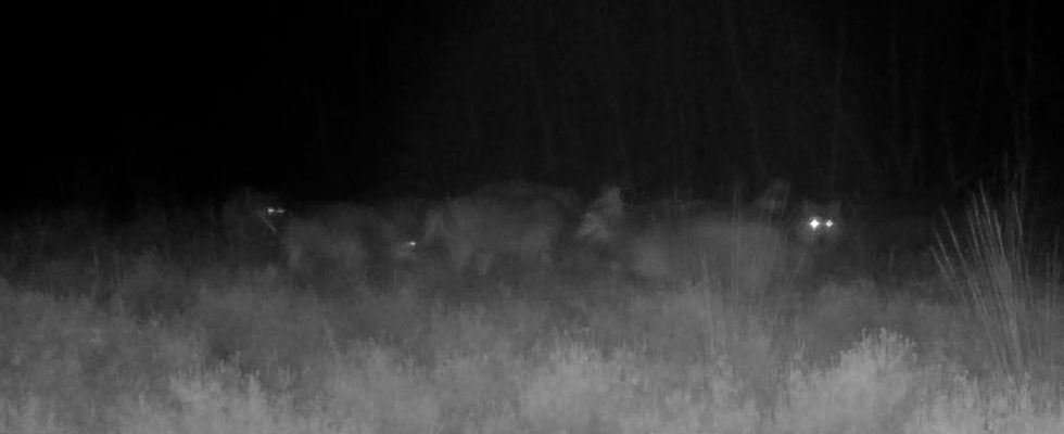 Gelderland kaempft weiterhin damit wie es mit dem Wolf umgehen