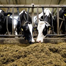 Laengere Unsicherheit fuer Landwirte Aufkaufprogramm um mindestens einen Monat verschoben