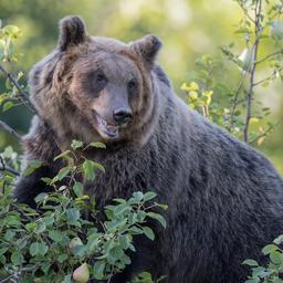 Laeufer in Italien bei Baerenangriff getoetet Im Ausland