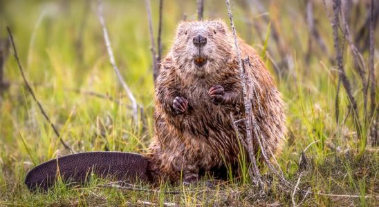 Mit diesen Tieren in der hollaendischen Natur laeuft es gut