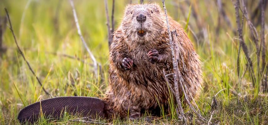 Mit diesen Tieren in der hollaendischen Natur laeuft es gut