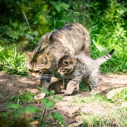 Neuseelaendischer Wettbewerb bei dem Kinder Katzen toeten wuerden abgesagt