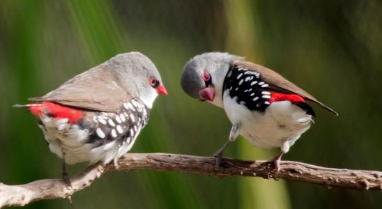 Singvoegel machen Stimmuebungen um nicht verstimmt zu singen und Partner