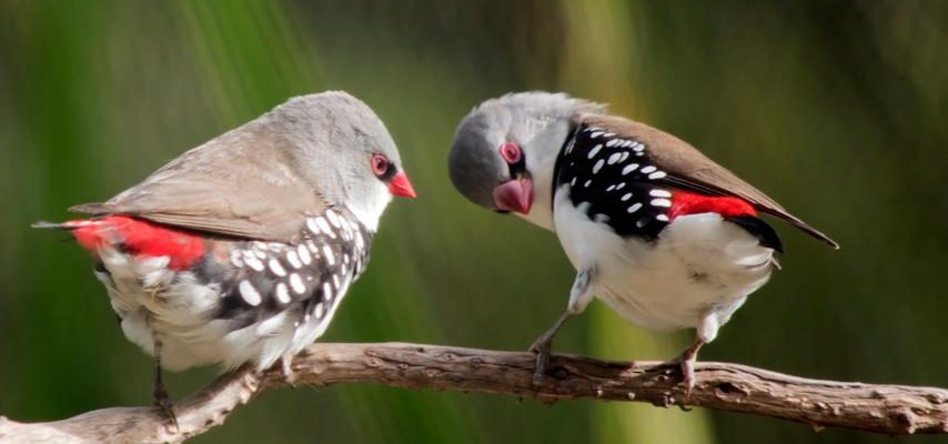 Singvoegel machen Stimmuebungen um nicht verstimmt zu singen und Partner