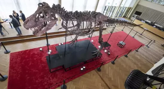 T Rex Skelett fuer mehr als 6 Millionen US Dollar bei einer Schweizer