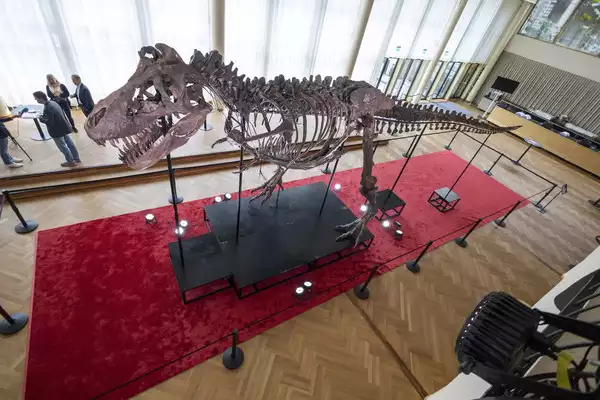 T Rex Skelett fuer mehr als 6 Millionen US Dollar bei einer Schweizer