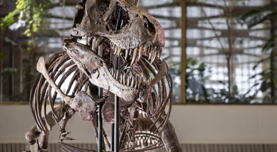 T rex fuer 5 Millionen Euro versteigert wird wohl hinter