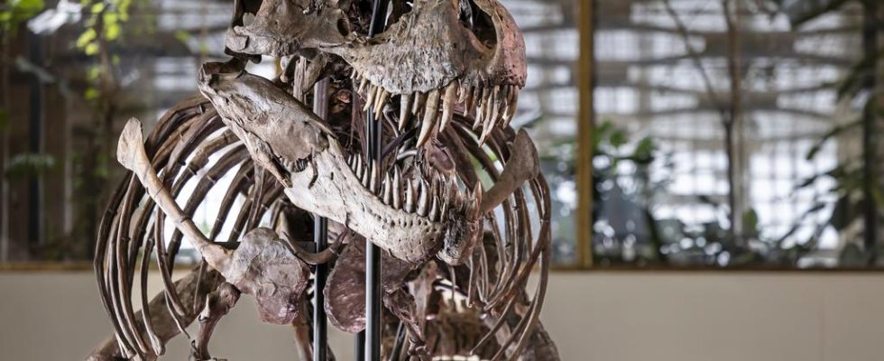 T rex fuer 5 Millionen Euro versteigert wird wohl hinter