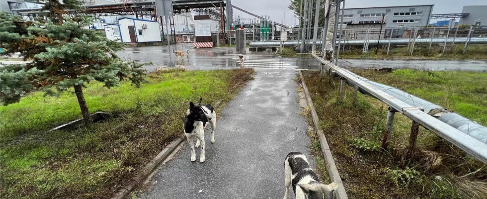 Ukraine kritisiert russische „Erpressung zum Jahrestag von Tschernobyl