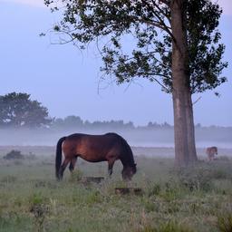 Wettervorhersage Code Gelb im Nordosten des Landes wegen dichtem Nebel