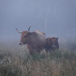 Wettervorhersage Code gelb in der Mitte des Landes wegen dichtem