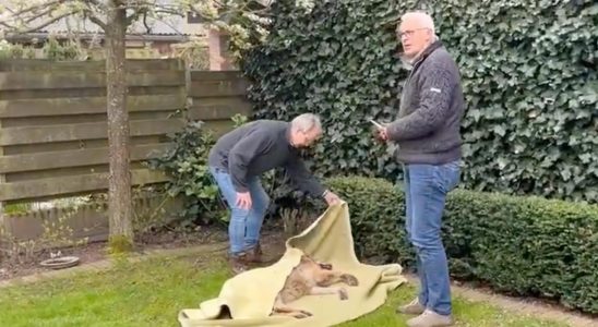 Wolf geht um Doetinchem herum und schlaeft in einem Hinterhof