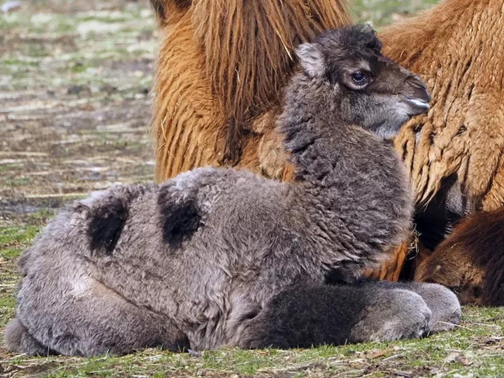 1683452844 23 Geburtswelle in Beekse Bergen dreizehn Jungtiere hinzugefuegt Aus anderen