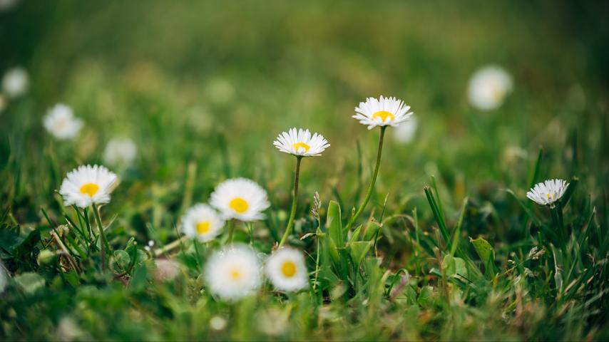 1684206933 178 Wahl Nationalblume naehert sich dem Ende Das sind die fuenf Kandidaten