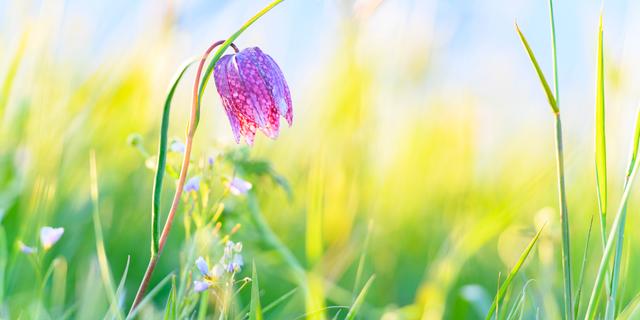 1684206934 318 Wahl Nationalblume naehert sich dem Ende Das sind die fuenf Kandidaten