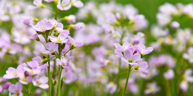 1684206934 506 Wahl Nationalblume naehert sich dem Ende Das sind die fuenf Kandidaten