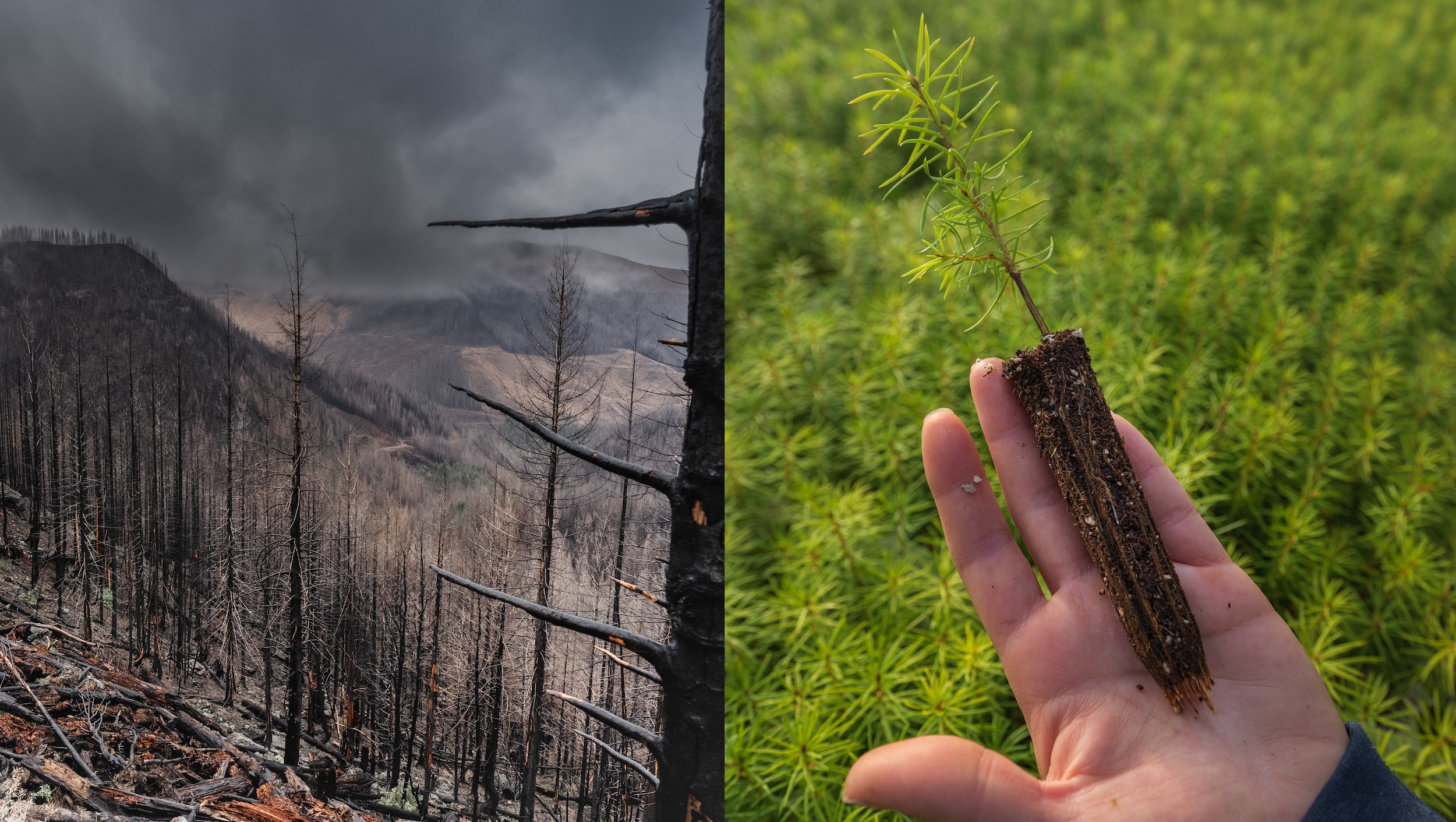 1684339607 165 Von der Wurzel bis zur Krone sorgt Mast Reforestation fuer