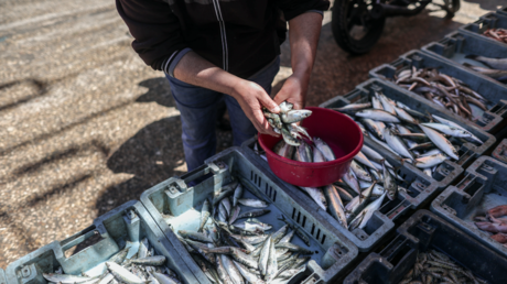 3D gedruckter Fisch soll auf den Markt kommen — World