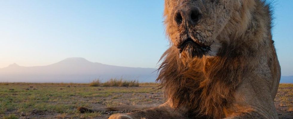 Afrikas aeltester wilder Loewe getoetet nachdem er in ein kenianisches