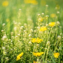 Auch wechselhaftes Wetter hat Vorteile Die Pollen liegen noch tief