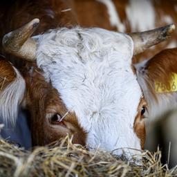 Europaeische Kommission gibt gruenes Licht fuer Aufkaufplaene der Landwirte