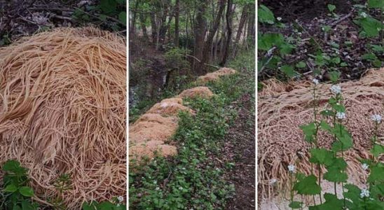 Fragen Sie nicht woher die Waldnudeln kamen