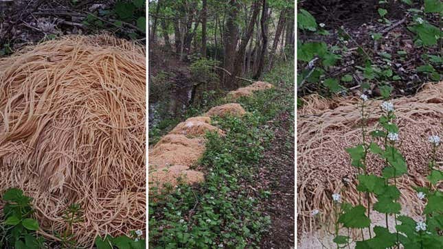 Fragen Sie nicht woher die Waldnudeln kamen