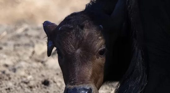 Geburtswelle in Beekse Bergen dreizehn Jungtiere hinzugefuegt Aus anderen