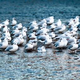 Gefluegelfarmen sind frei von der Vogelgrippe aber wir sind das