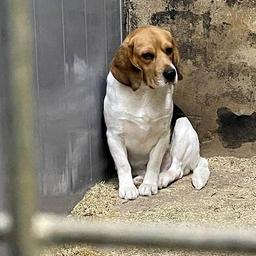 Hartnaeckiger Hundezuechter in Eersel verliert nach einem neuen Fehltritt alle