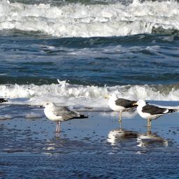 Hunderte toter Moewen am Zwarte Meer erlagen wahrscheinlich der Vogelgrippe