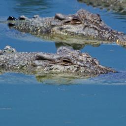 Koerper des vermissten Australiers kann im Magen eines Krokodils gefunden