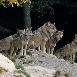 Neun Woelfe im italienischen Nationalpark tot aufgefunden moeglicherweise vergiftet