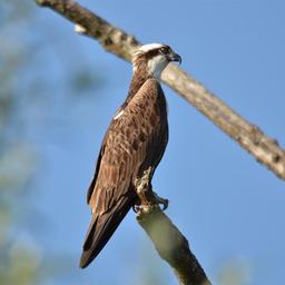 Osprey taucht nach Jahren der LAT Beziehung nicht auf Webcam offline