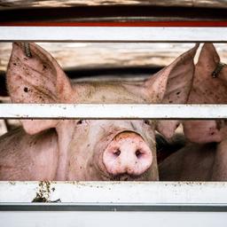 Schlachthoefe unter strengerer Aufsicht wegen „struktureller Tierquaelerei Politik